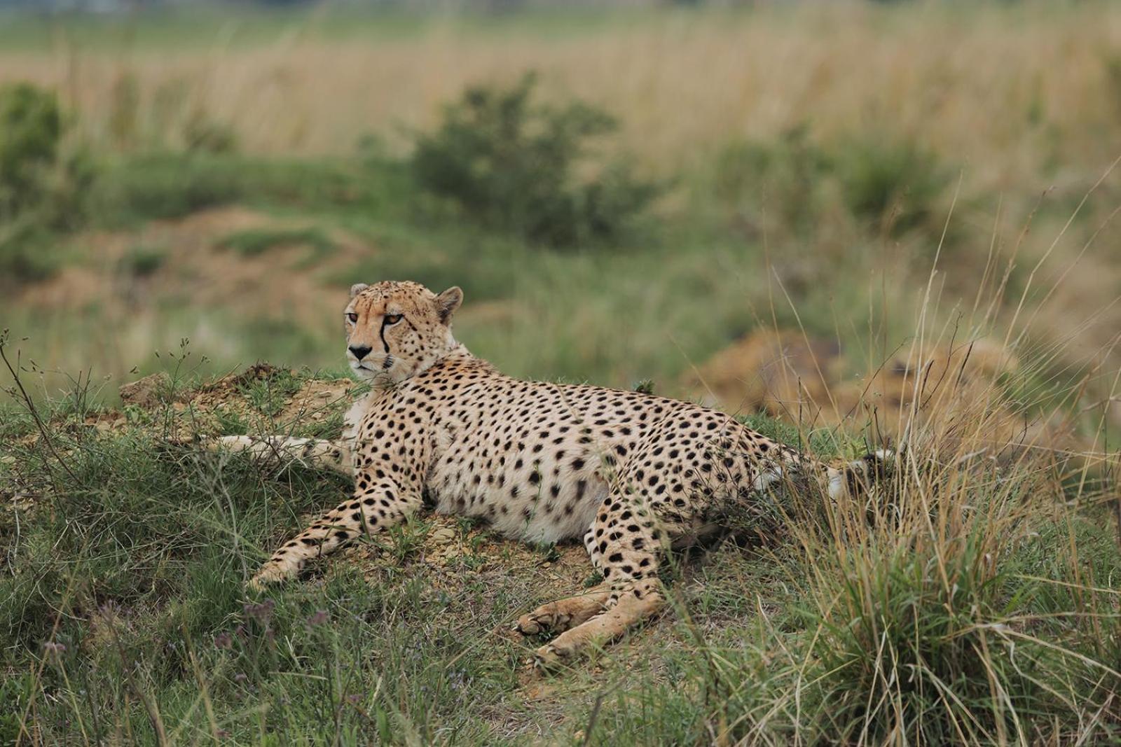 Nambiti Plains Lodge Ladysmith Exterior foto
